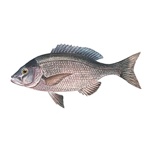 Black snapper