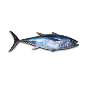 Tuna
