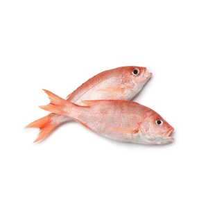 Red snapper
